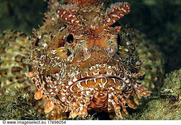 Close-up frontal view of head of red scorpionfish (Scorpaena scrofa)  Mediterranean Sea  Elba  Tuscany  Italy  Europe