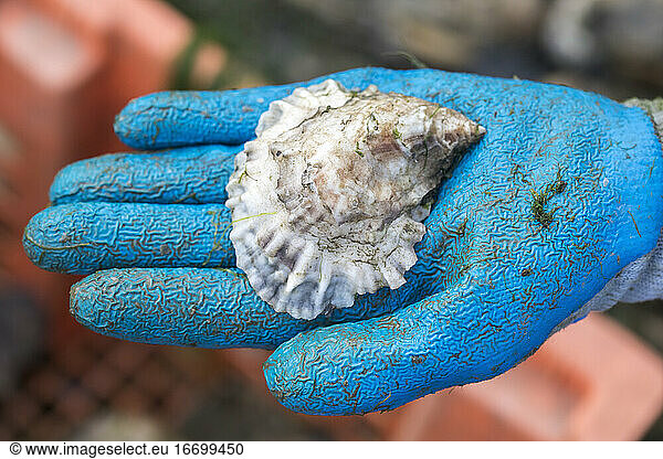 close up gloved hand holding oyster