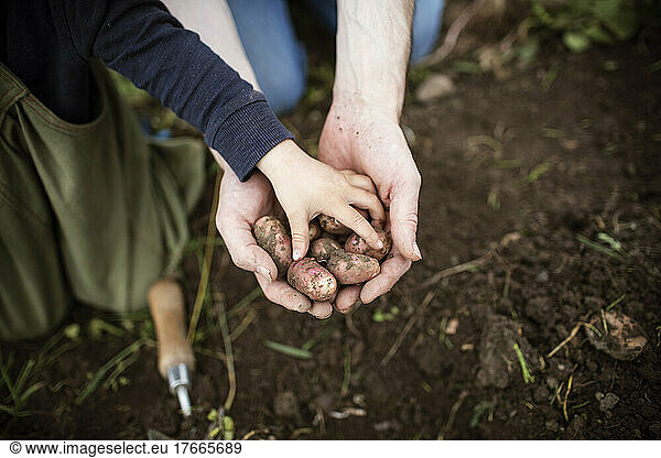 Close up hands holding harvested fingerling potatoes