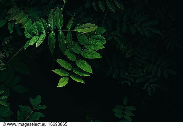 Close up helle grüne Blätter mit dunklen Wald Blätter Hintergrund