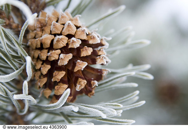 Close-Up image of frost-covered pine cone on branch in winter.