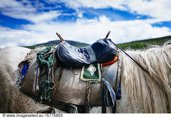 Close up o saddle on white horse  cloudy sky.