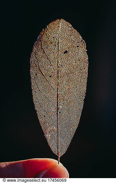 Close up of a backlit decayed leaf skeleton.