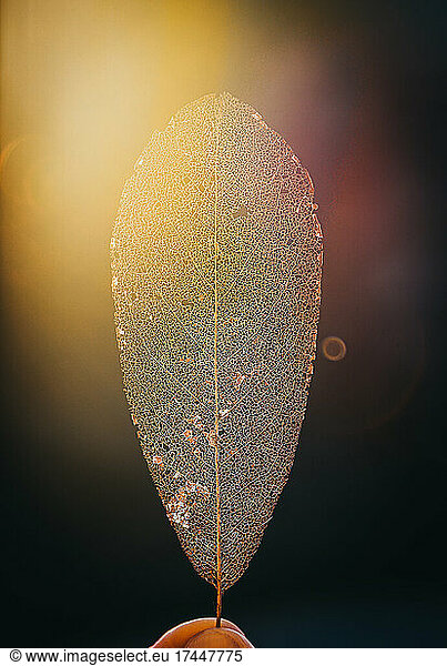 Close up of a backlit decayed leaf skeleton with sunflare.