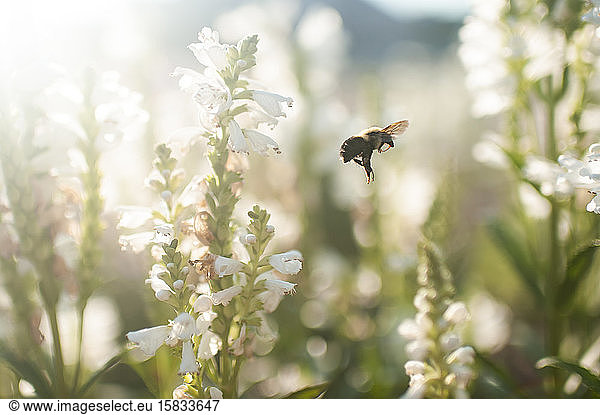 Close up of a bee flying in garden outdoors in pretty light
