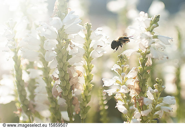 Close up of a bee flying in garden outdoors in pretty light