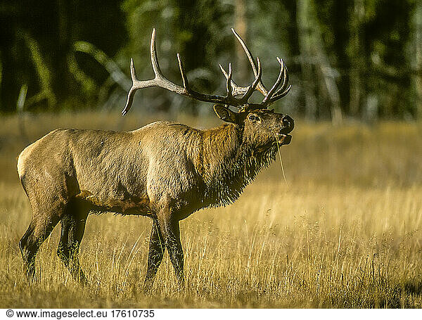 Close-up of a bull elk (Cervus canadensis) bugling  calling with a high-pitched sound during rut  mating season in September. Bugling is a challenging or defiant call to other bulls to announce their presence  with a series of grunts  popping sounds  whistling  and deep moans  Yellowstone National Park; Wyoming  United States of America