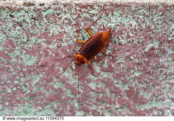 Close-up of a cockroach (Periplaneta Americana)  Canaima National Park  Venezuela