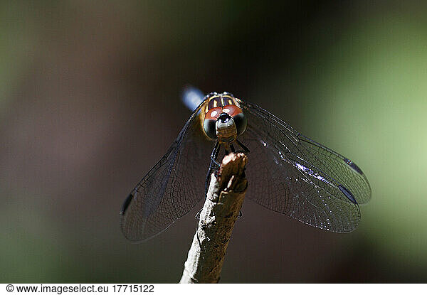 Close-Up Of A Dragonfly