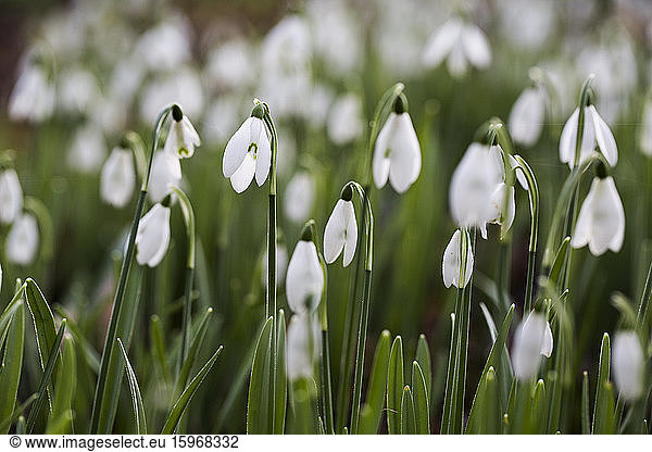 Close up of a field of snowdrops in spring.