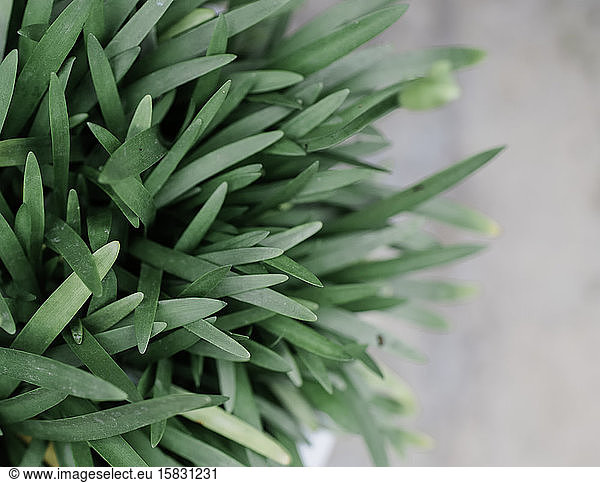 close up of a green textured outdoor plant
