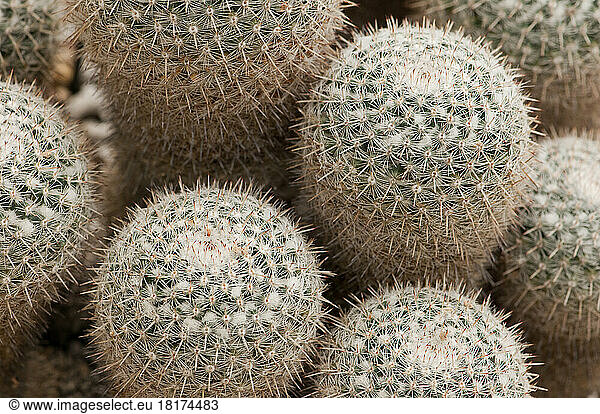 Close up of a group of Mammilaria geminispina cacti.; Wellesley  Massachusetts.