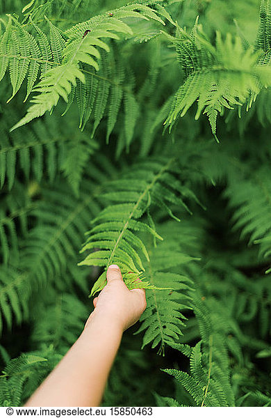 Close up of a hand touching fern in the woods.