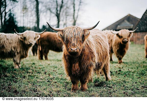 close up of a highland cow in a field of cows in England