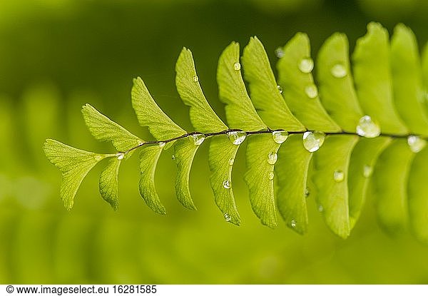 Close-up of a maiden hair fern with raindrops in a garden in Bellevue  Washington State  USA.