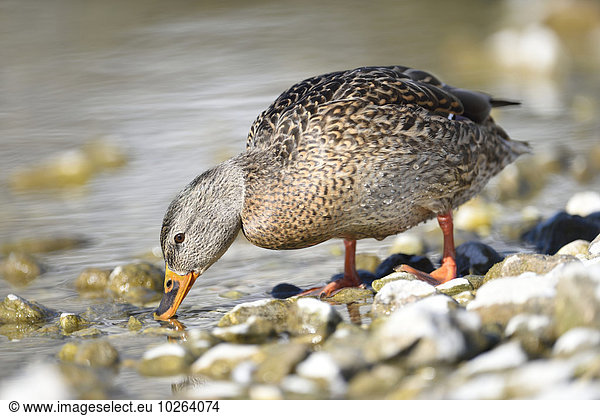 Close-up of a mallard duck (Anas platyrhynchos) looking for food on the shore of Lake Grundlsee in winter  Styria  Austria