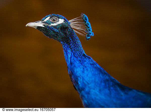 close-up of a peacock  look dark background