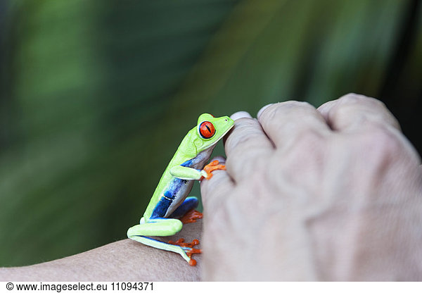 Close-up of a Red-eyed tree frog (Agalychnis callidryas) on hand  Tortuguero National Park  Limon Province  Costa Rica