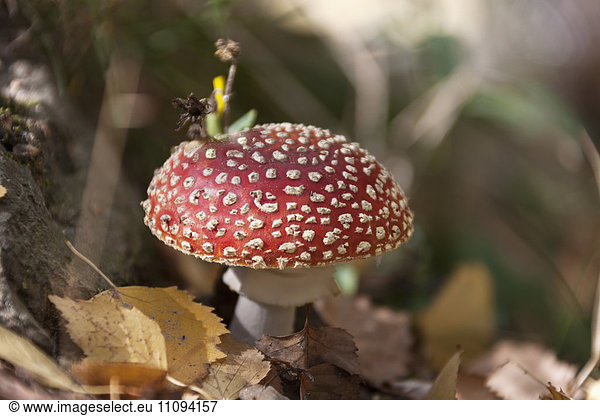 Close-up of a red fly agaric (Amanita muscaria) mushroom in forest