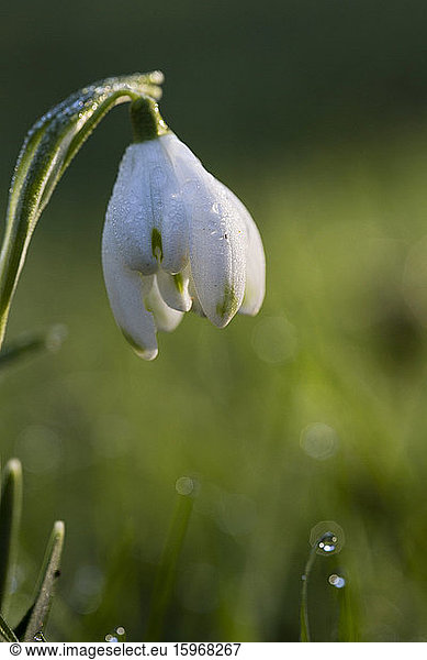 Close up of a snowdrop blossom in spring.