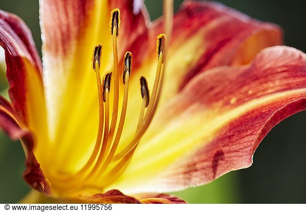 Close up of a striped daylily flower.