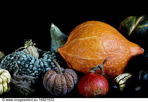 Close up of a variety of freshly harvested pumpkins on black background.