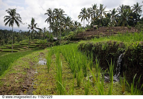 Close-up of a water source for watering rice paddies with rice terraces and coconut palmtrees in the background  Bali  Indonesia  Southeast Asia