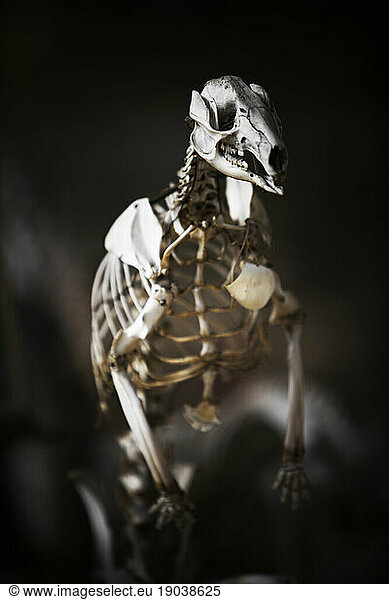 Close-up of a wild animal skeleton on display.