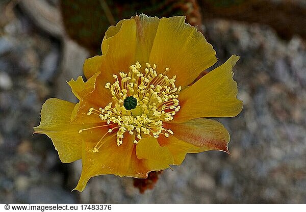 Close-up of a yellow flower of the cactus (cactaceae) pear (Opuntia ficus-indica)  flower of the chumbo  higo chumbo  prickly pear  nopales (Opuntia)  Mexico  Mexican tropical fruit  Mexican cuisine  edible  flesh  citrus fruit  exotic fruit  Andalusia  Iberian Peninsula  Spain  Central America