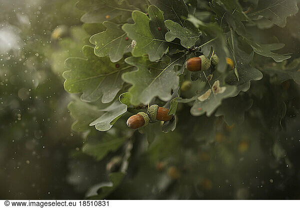 Close-up of acorns growing on oak tree with green leaves