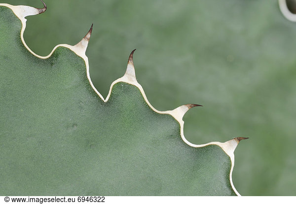 Close-Up of Agave Thorns