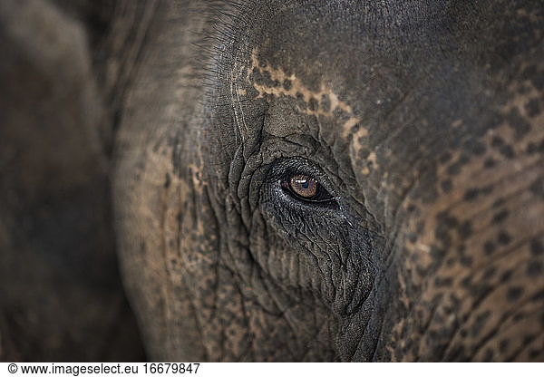 Close up of an Asian elephant's head  Pai  Northern Thailand.