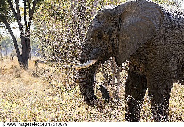 Close up of an elephant with tusks  loxodonta africana