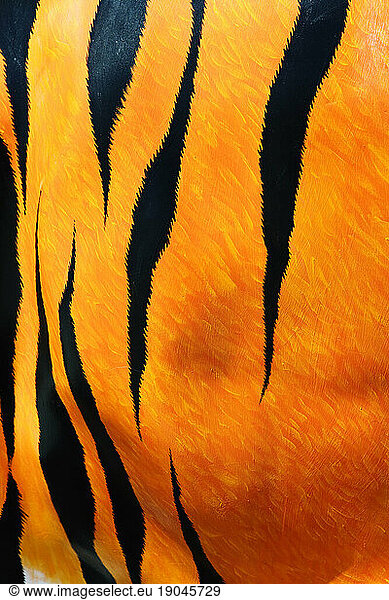 Close up of artificial tiger stripes.