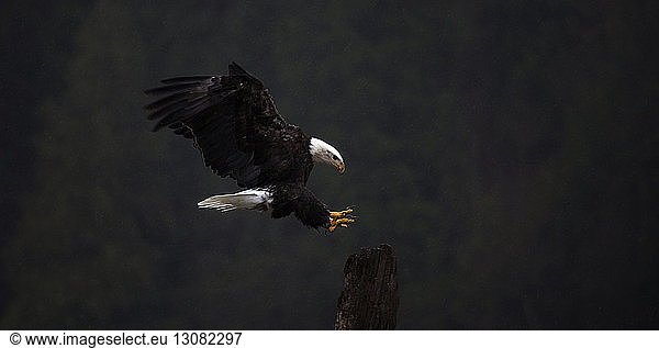 Close-up of Bald eagle flying