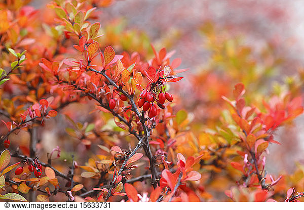 Close-up of barberries growing on plants during autumn