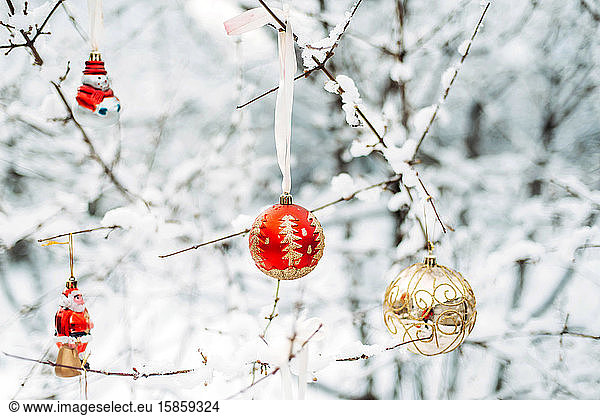 Close-up of baubles hanging on snow covered branches in forest