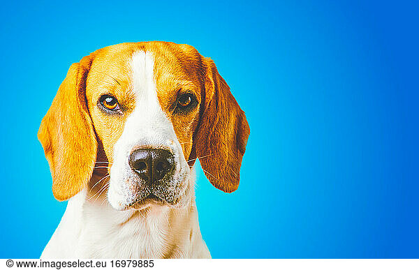 Close-up of Beagle dog  portrait  in front of blue background. Copy space on right