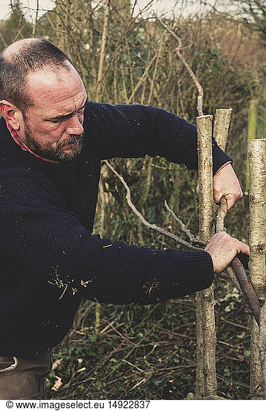 Close up of bearded man building a traditional hedge.