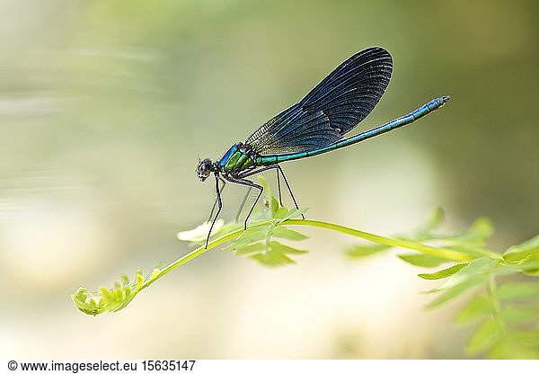 Close-up of beautiful demoiselle on plant  Corsica  France