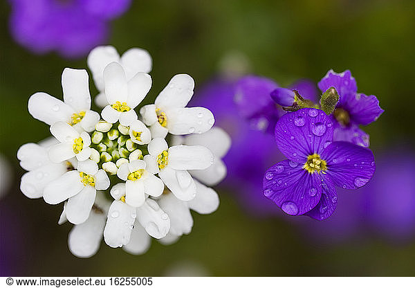 Close-up of beautiful white flower head and purple violets in springtime; North Vancouver  British Columbia  Canada
