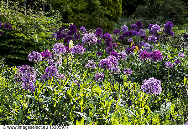 Close up of bed pink and purple Alliums with lush green foliage.
