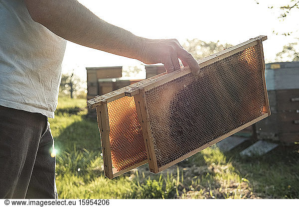 Close-up of beekeeper holding honeycomb trays while walking towards beehives