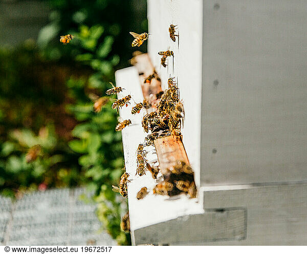 close up of bees entering the hives with pollen