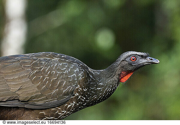 Close-up of big black bird with red neck on the rainforest