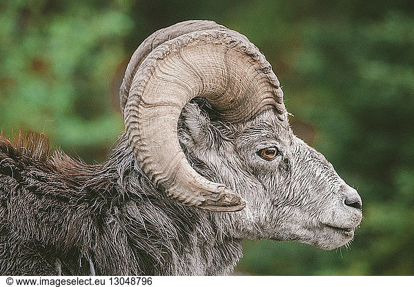 Close-up of Bighorn Sheep looking away at Northern Rocky Mountains Provincial Park
