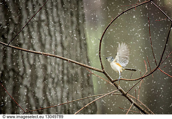 Close-up of bird flapping wings while perching on dry plant stem during snowing