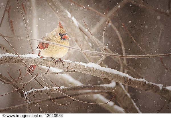 Close-up of bird perching on branch during snowfall