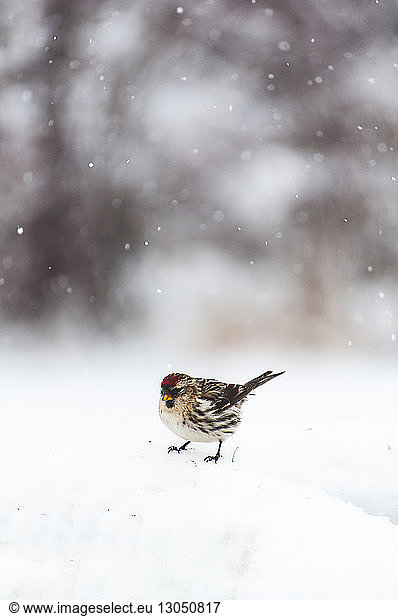 Close-up of bird perching on snow during snowfall