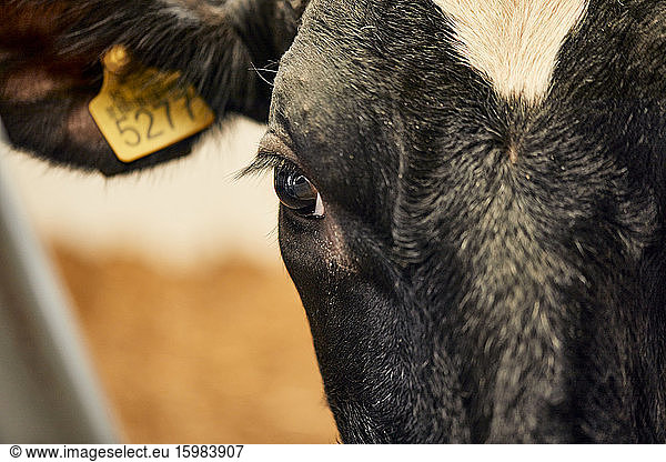 Close-up of black cow in dairy farm